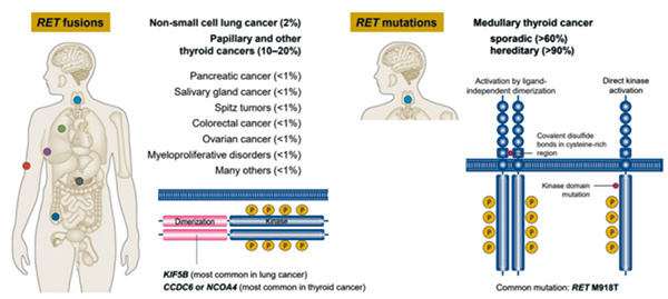 RET融合阳性NSCLC Selpercatinib初治或复治均有效