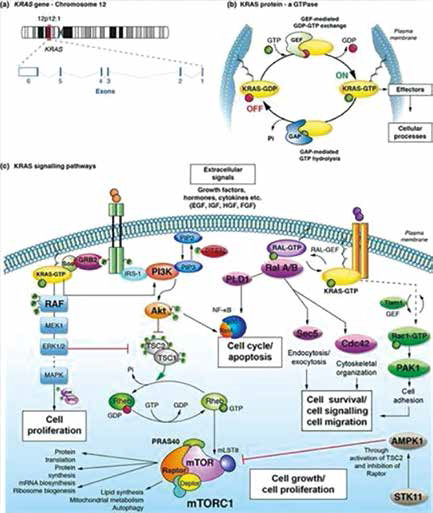 PD-L1≥50%的非鳞状NSCLC KRAS G12C/TP53共突变或为帕博利珠单抗持久获益标志物