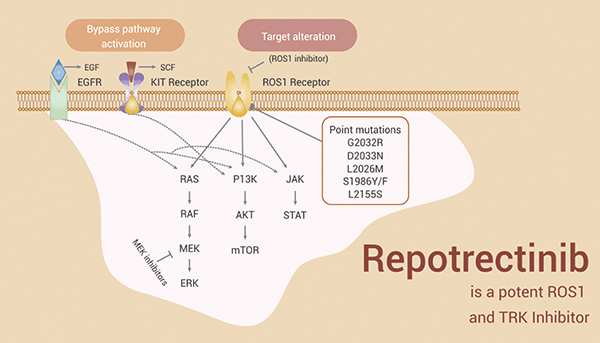 ROS1融合阳性NSCLC Repotrectinib具有持久的临床活性 