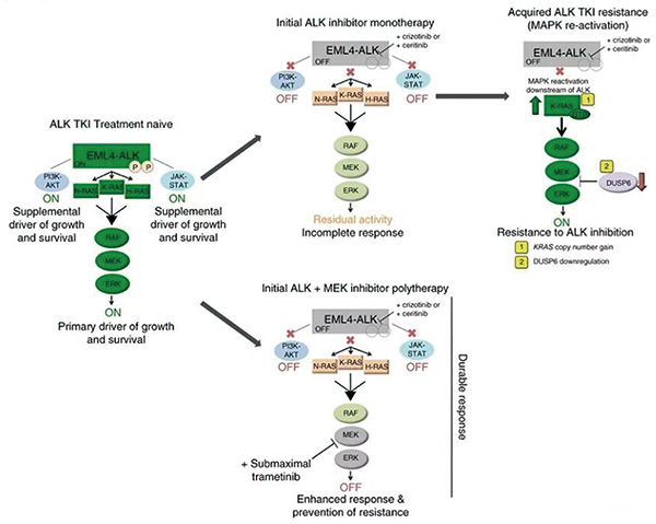 ALK阳性晚期NSCLC 第二代ALK TKI耐药后Ficonakib或安全有效